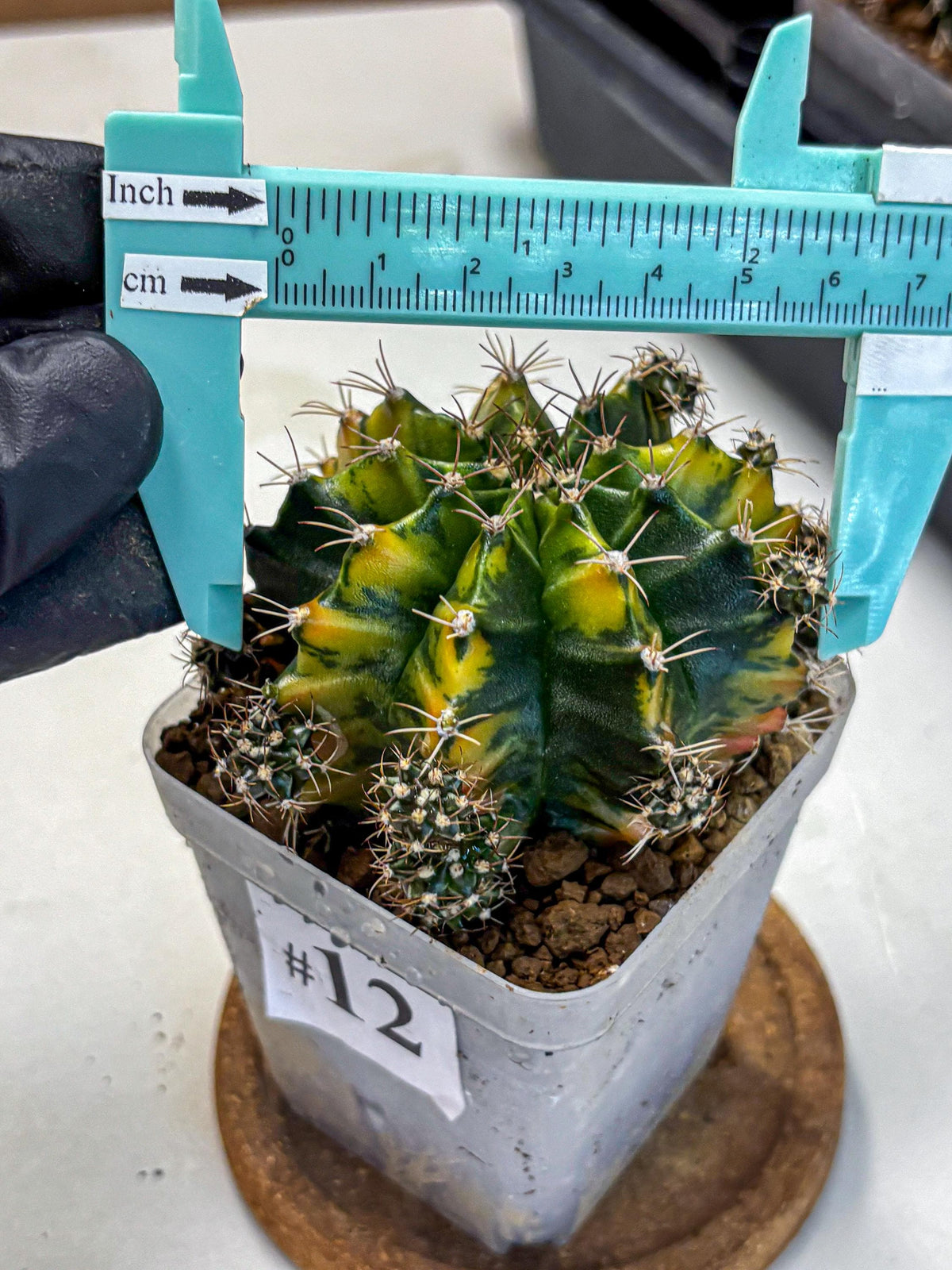 Gymnocalycium Caramel (gy18) (12) | Collector’s Edition