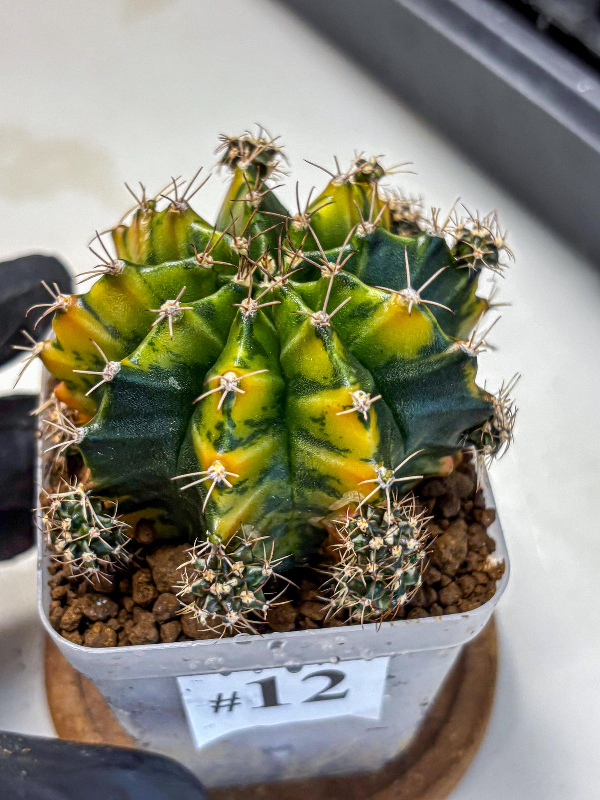 Gymnocalycium Caramel (gy18) (12) | Collector’s Edition