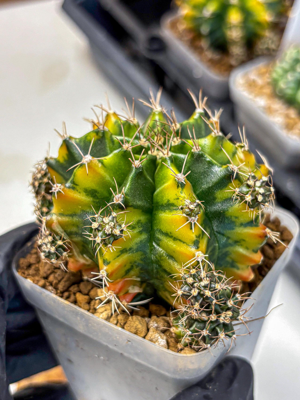 Gymnocalycium Caramel (gy18) (12) | Collector’s Edition