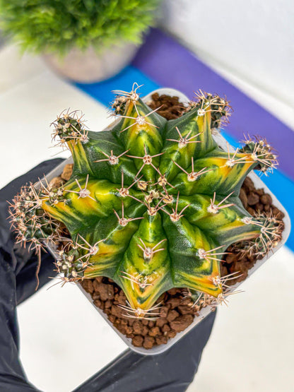 Gymnocalycium Caramel (gy18) (12) | Collector’s Edition