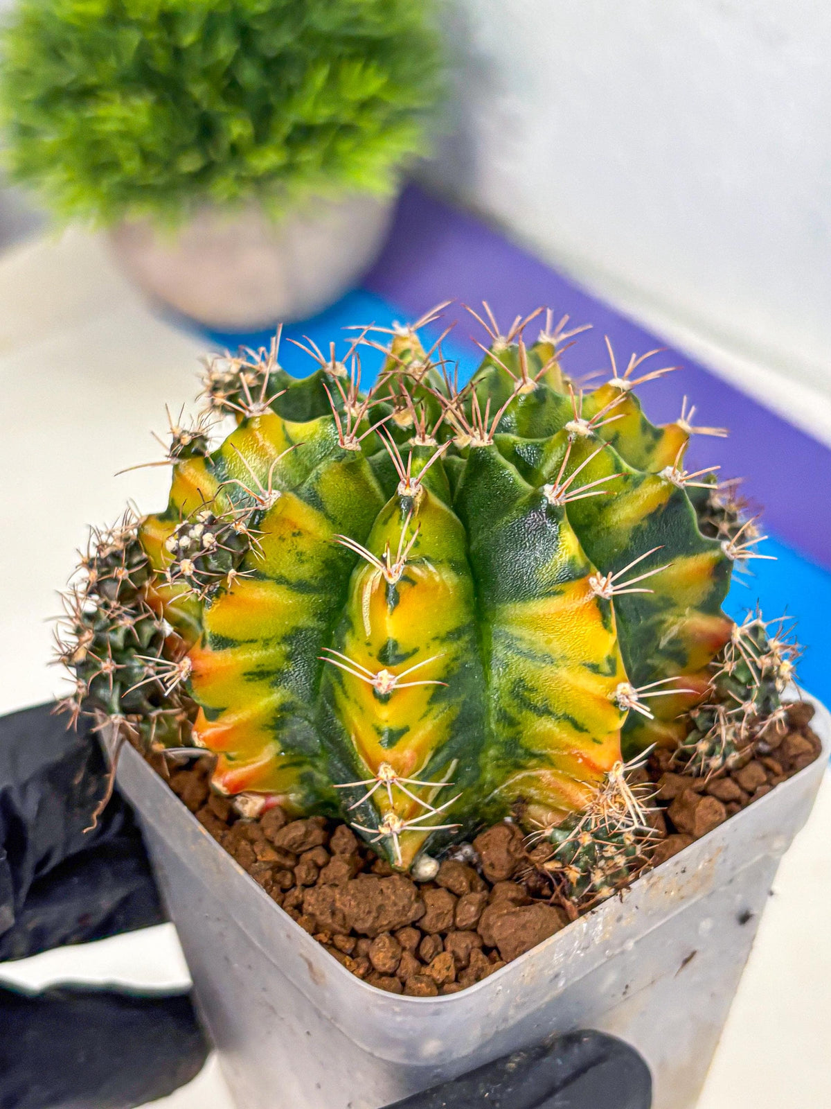 Gymnocalycium Caramel (gy18) (12) | Collector’s Edition