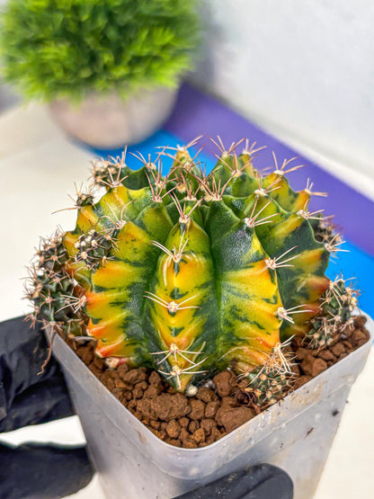 Gymnocalycium Caramel (gy18) (12) | Collector’s Edition