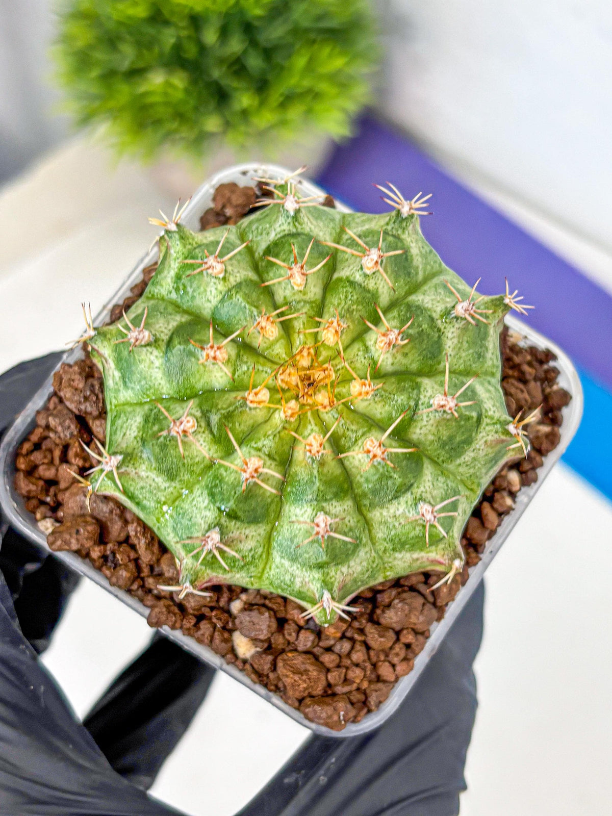 Gymnocalycium T-Lux Neon (gy14) (2) | Collector’s Edition