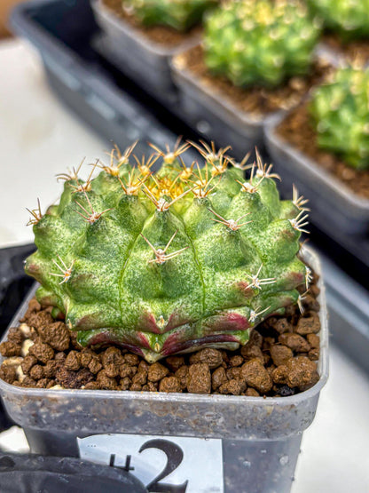 Gymnocalycium T-Lux Neon (gy14) (2) | Collector’s Edition