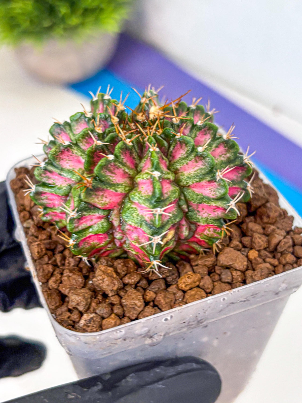 Gymnocalycium T-Lux Neon (gy14) (3) | Collector’s Edition
