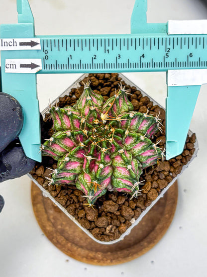 Gymnocalycium T-Lux Neon (gy14) (3) | Collector’s Edition