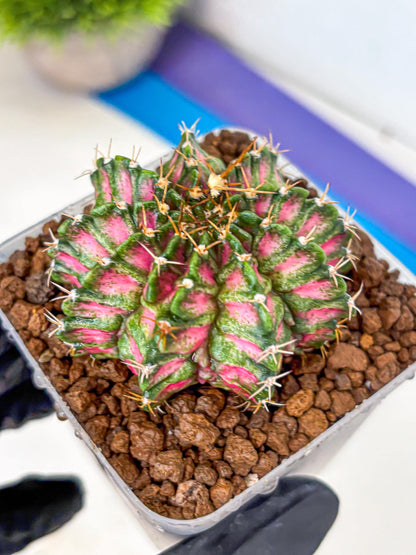 Gymnocalycium T-Lux Neon (gy14) (3) | Collector’s Edition