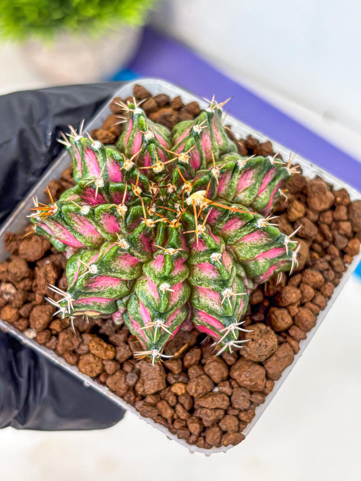 Gymnocalycium T-Lux Neon (gy14) (3) | Collector’s Edition