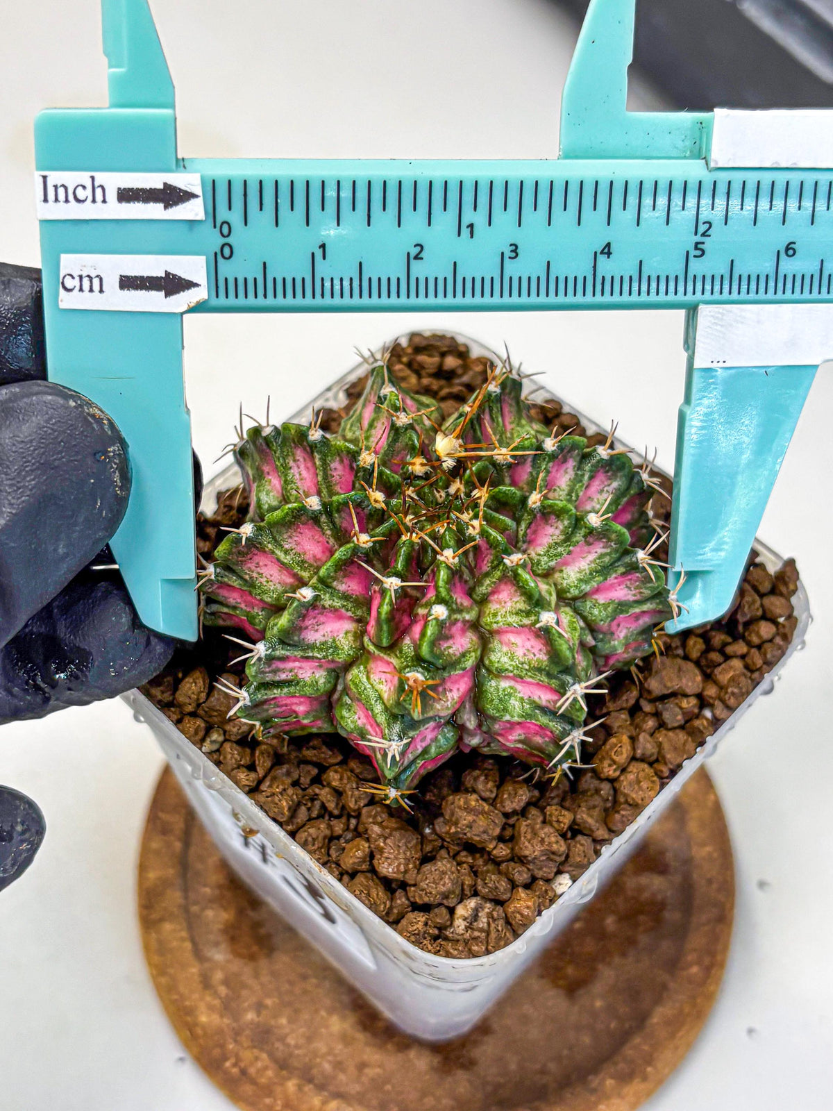 Gymnocalycium T-Lux Neon (gy14) (3) | Collector’s Edition