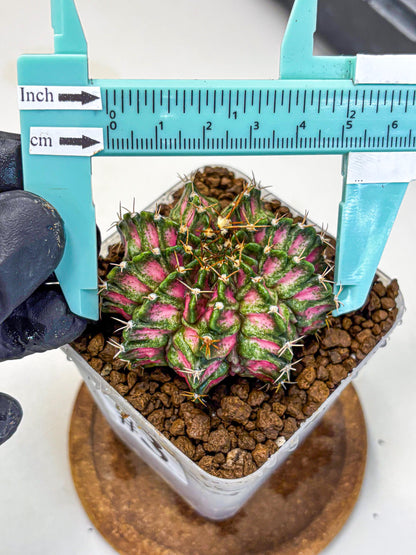 Gymnocalycium T-Lux Neon (gy14) (3) | Collector’s Edition
