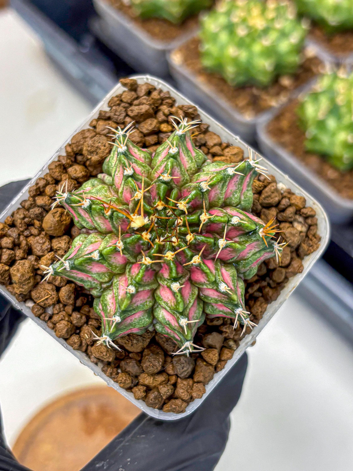 Gymnocalycium T-Lux Neon (gy14) (3) | Collector’s Edition