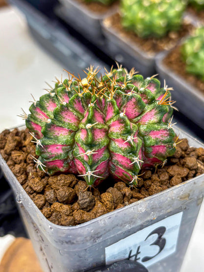 Gymnocalycium T-Lux Neon (gy14) (3) | Collector’s Edition