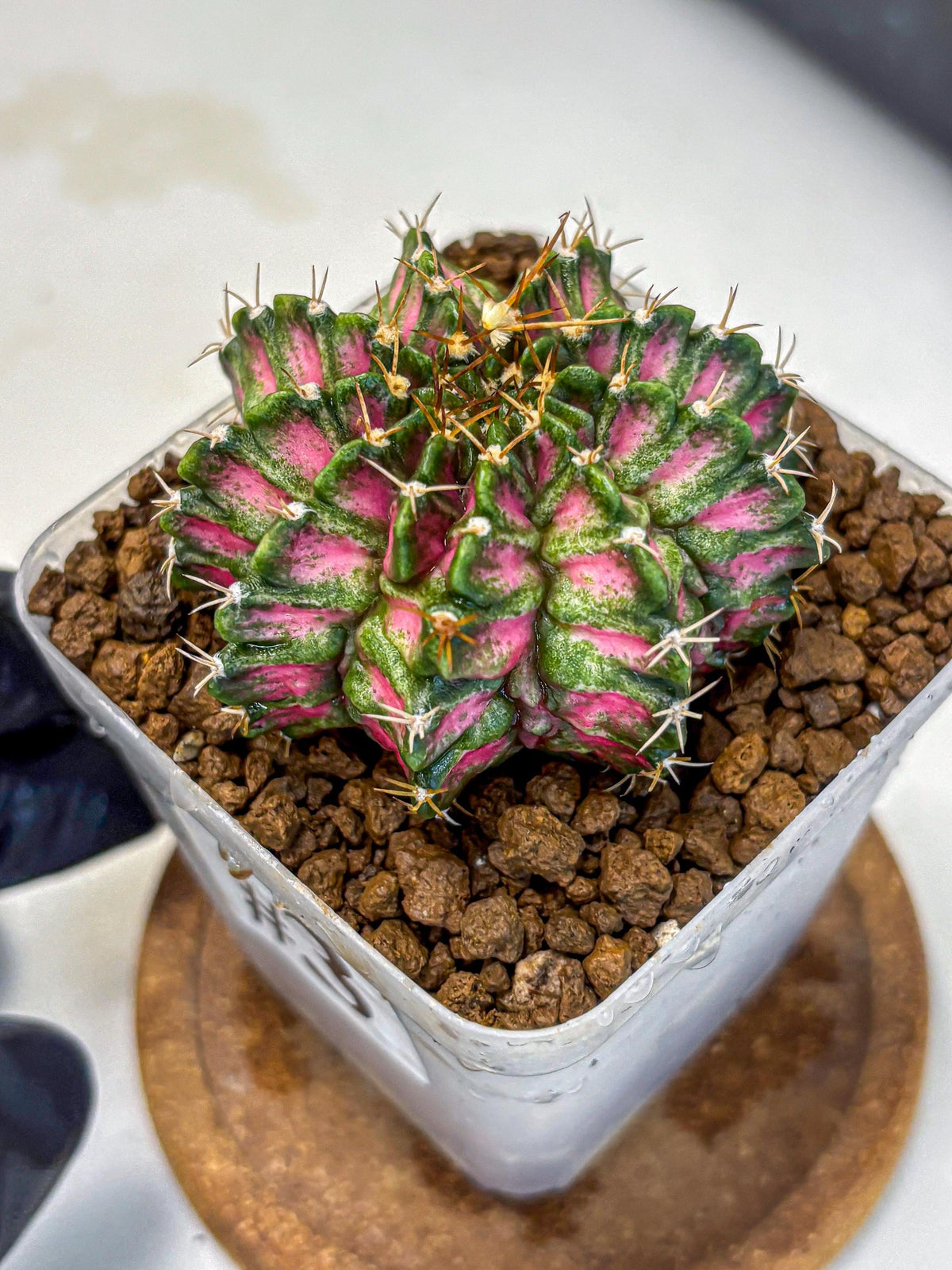 Gymnocalycium T-Lux Neon (gy14) (3) | Collector’s Edition