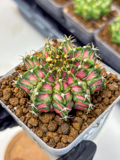 Gymnocalycium T-Lux Neon (gy14) (3) | Collector’s Edition