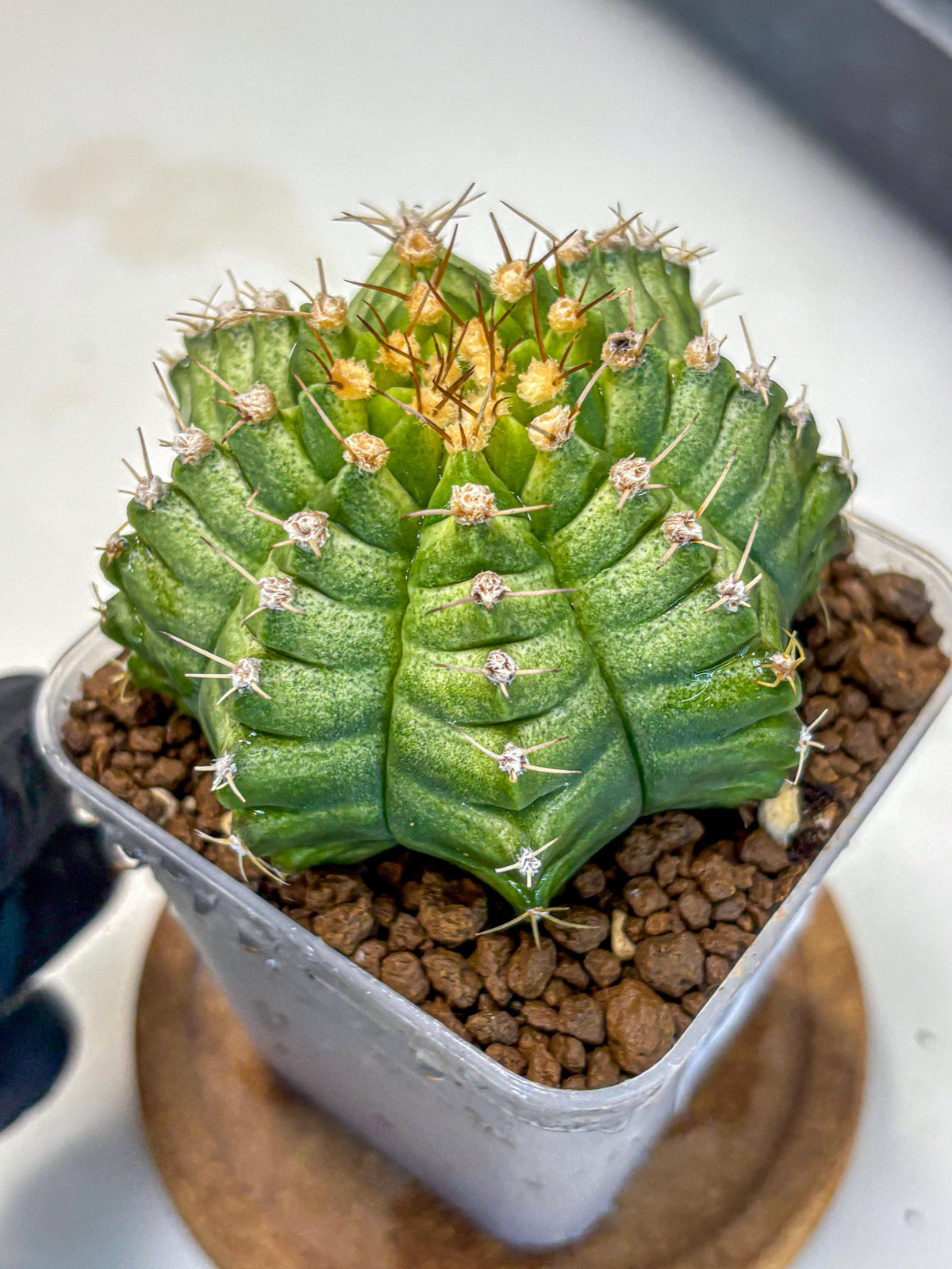 Gymnocalycium T-Lux Neon (gy14) (4) | Collector’s Edition