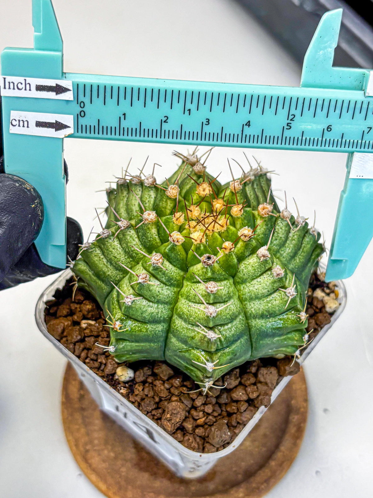 Gymnocalycium T-Lux Neon (gy14) (4) | Collector’s Edition