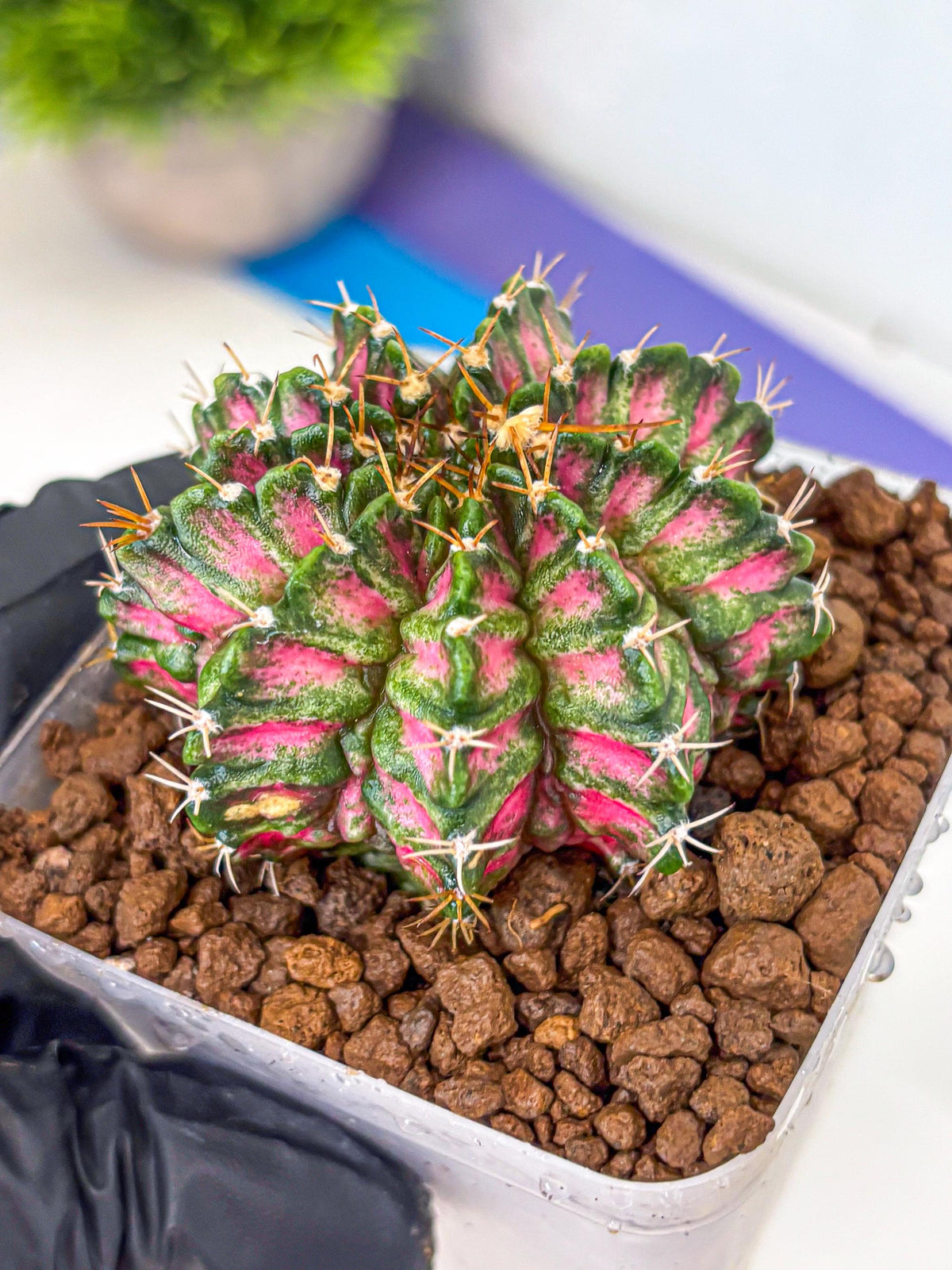 Gymnocalycium T-Lux Neon (gy14) (3) | Collector’s Edition