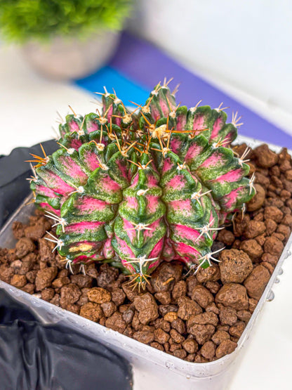 Gymnocalycium T-Lux Neon (gy14) (3) | Collector’s Edition