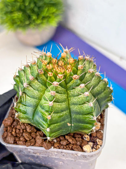 Gymnocalycium T-Lux Neon (gy14) (4) | Collector’s Edition