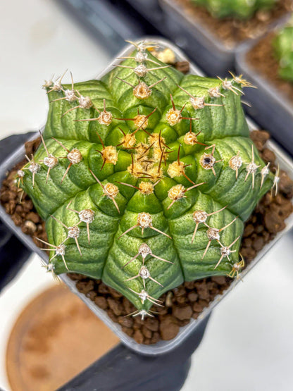 Gymnocalycium T-Lux Neon (gy14) (4) | Collector’s Edition