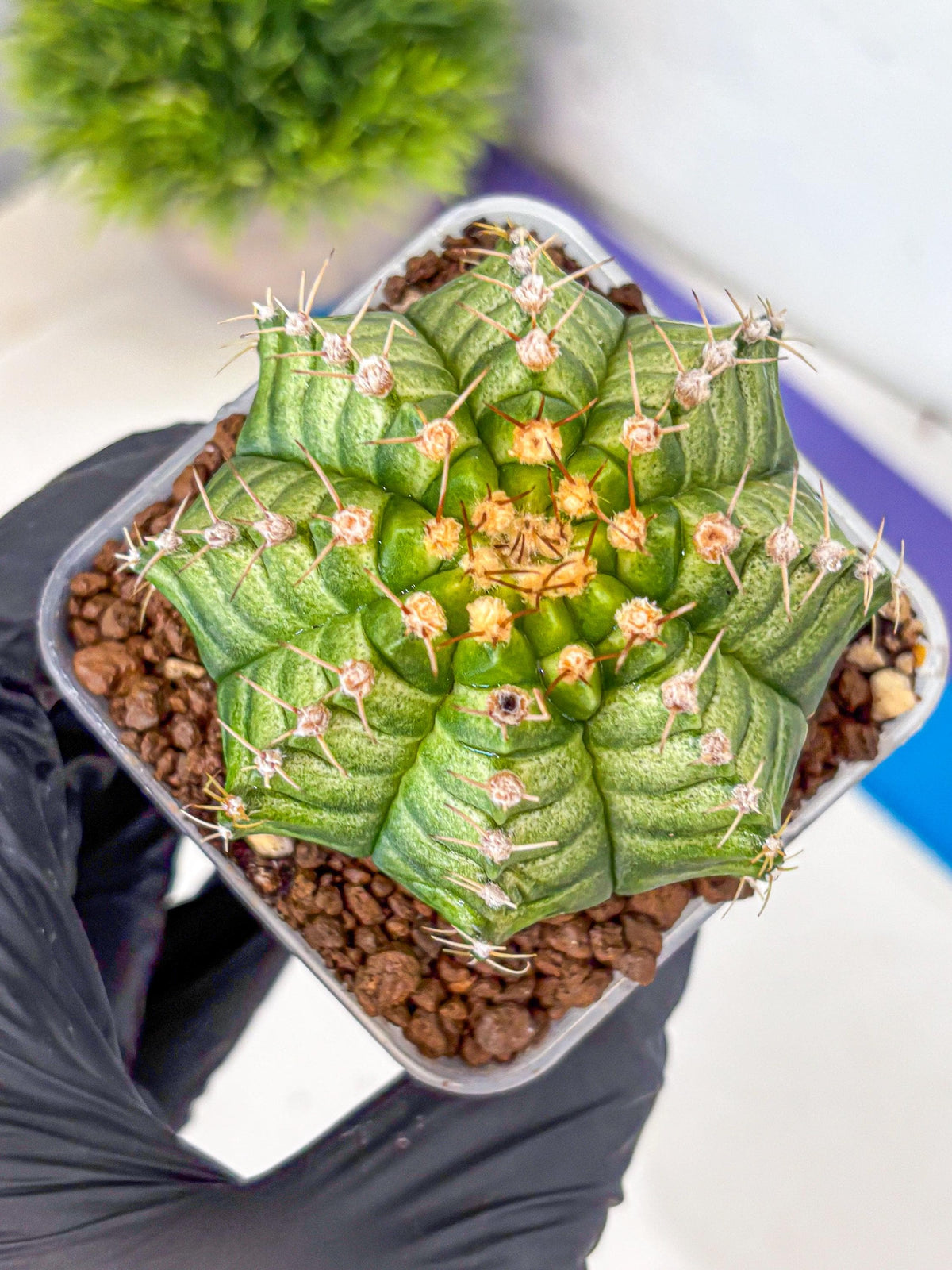Gymnocalycium T-Lux Neon (gy14) (4) | Collector’s Edition