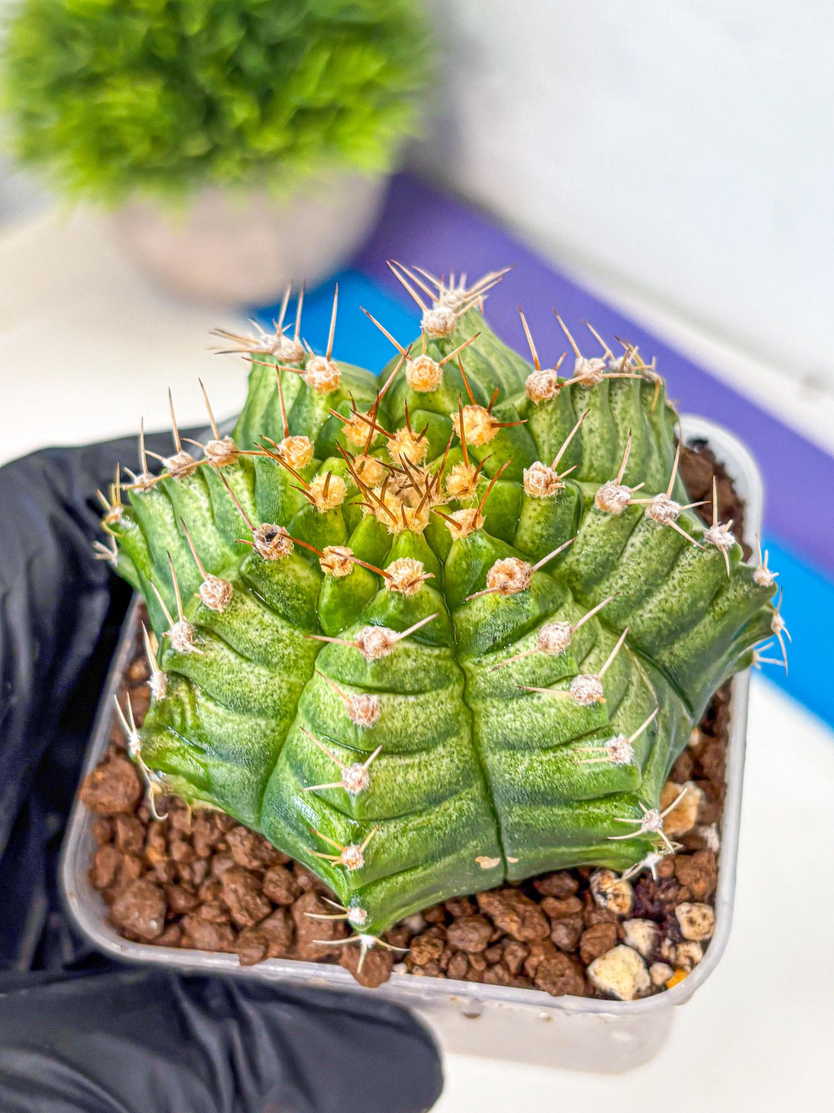 Gymnocalycium T-Lux Neon (gy14) (4) | Collector’s Edition