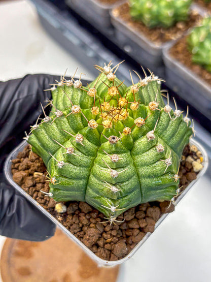 Gymnocalycium T-Lux Neon (gy14) (4) | Collector’s Edition