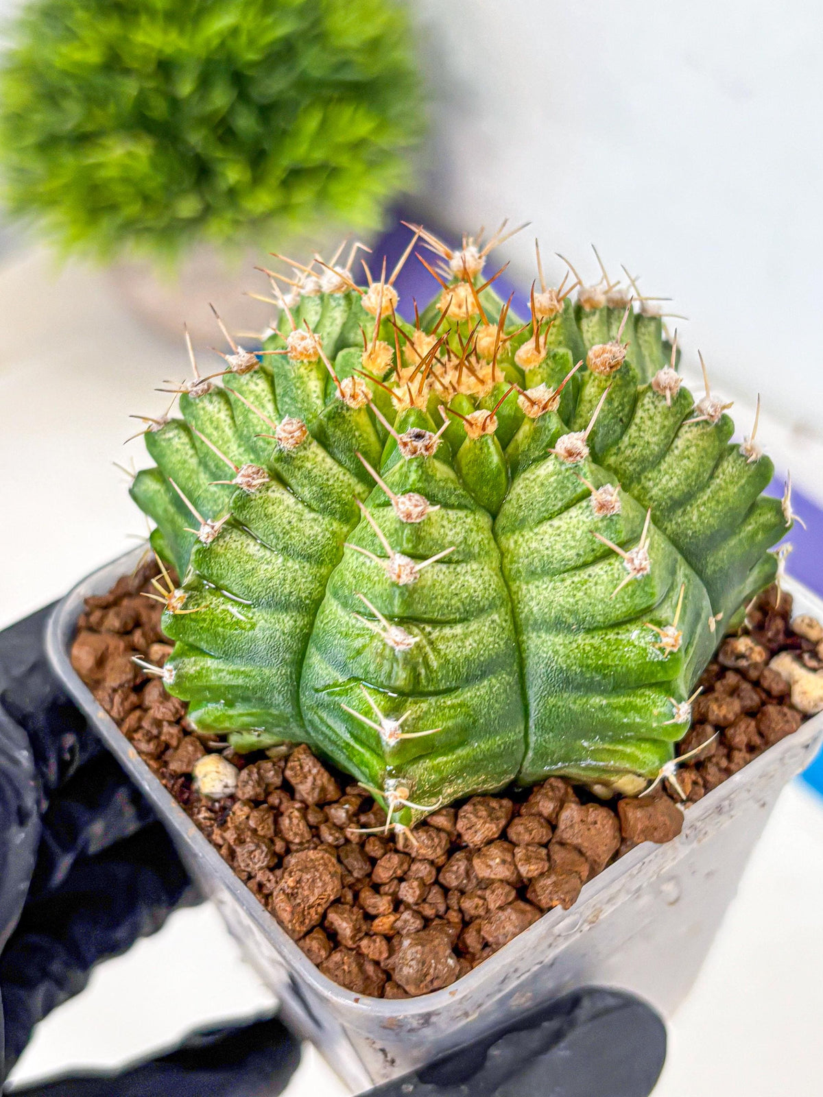 Gymnocalycium T-Lux Neon (gy14) (4) | Collector’s Edition