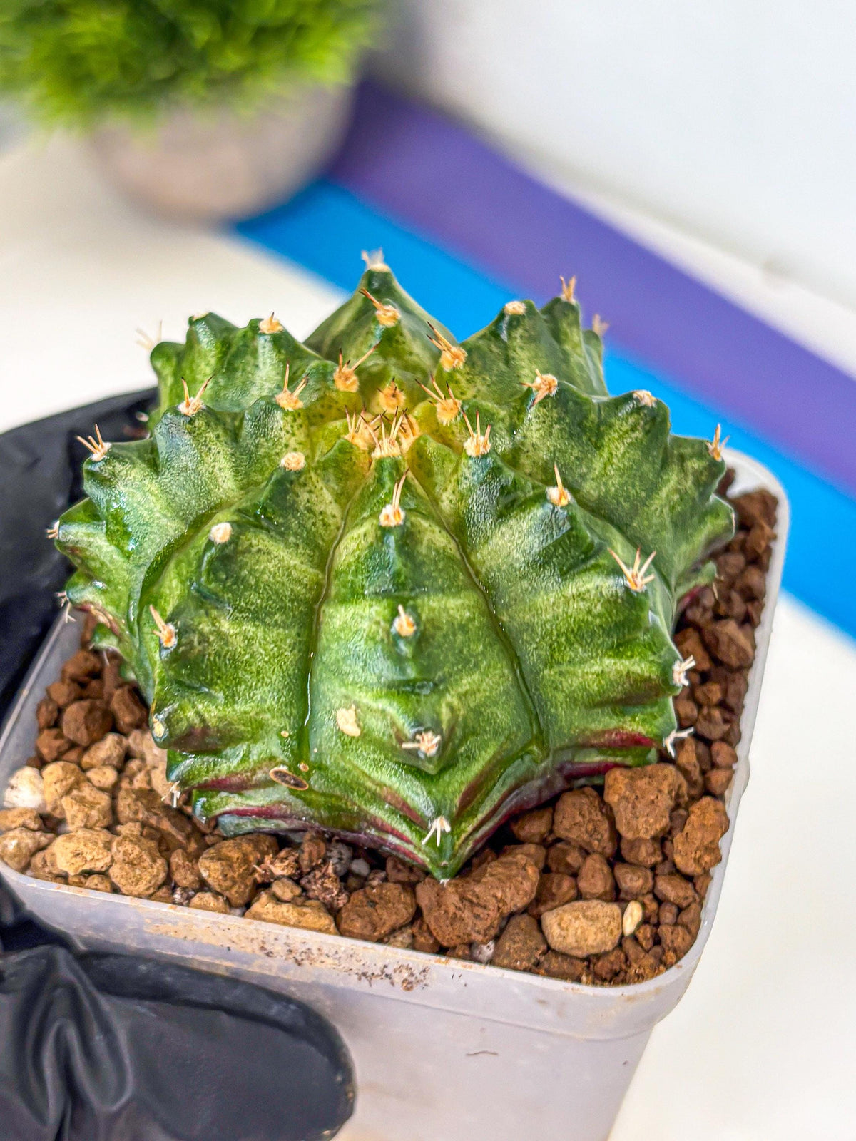 Gymnocalycium T-Lux Neon (gy14) (5) | Collector’s Edition