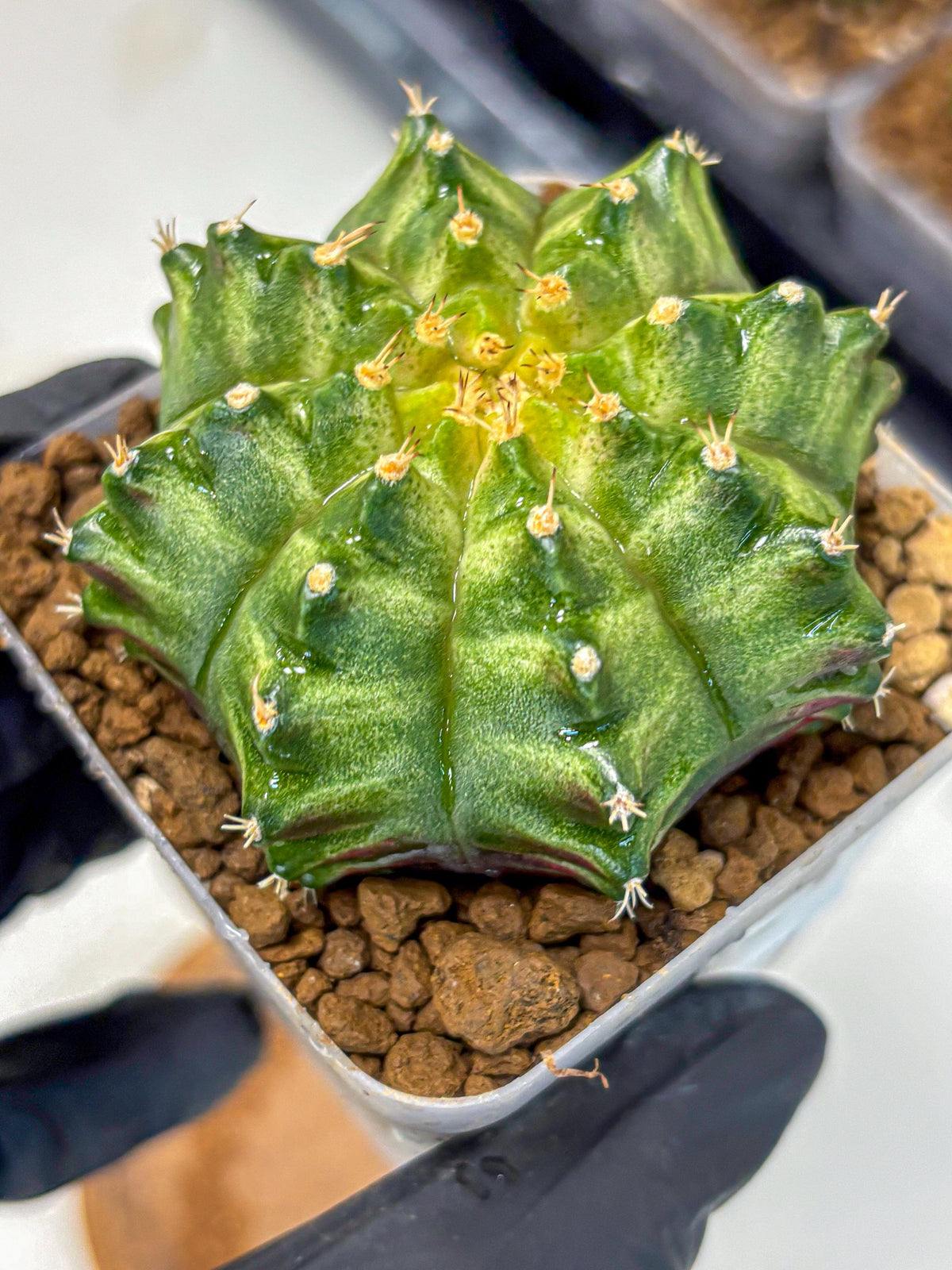 Gymnocalycium T-Lux Neon (gy14) (5) | Collector’s Edition