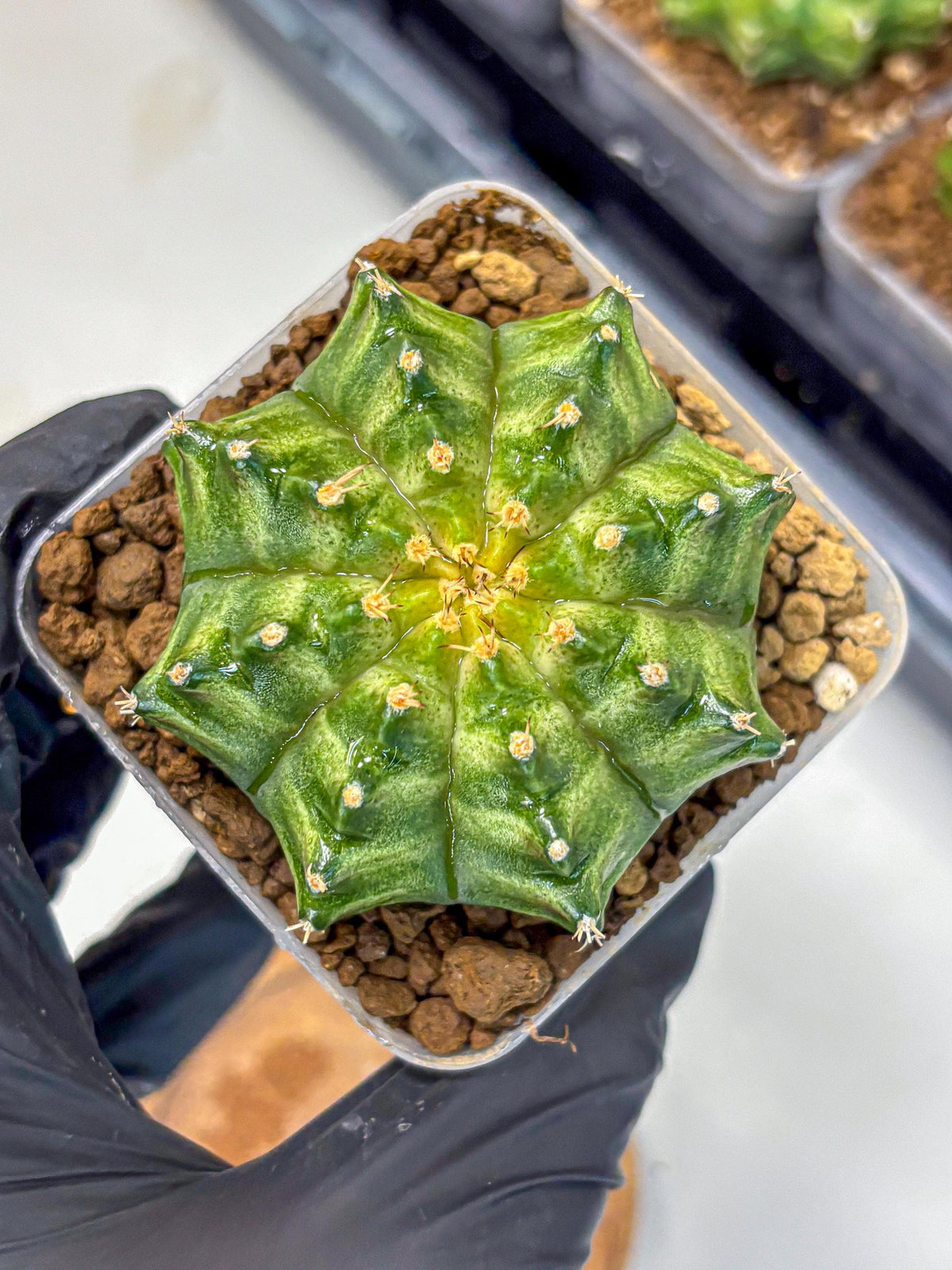 Gymnocalycium T-Lux Neon (gy14) (5) | Collector’s Edition