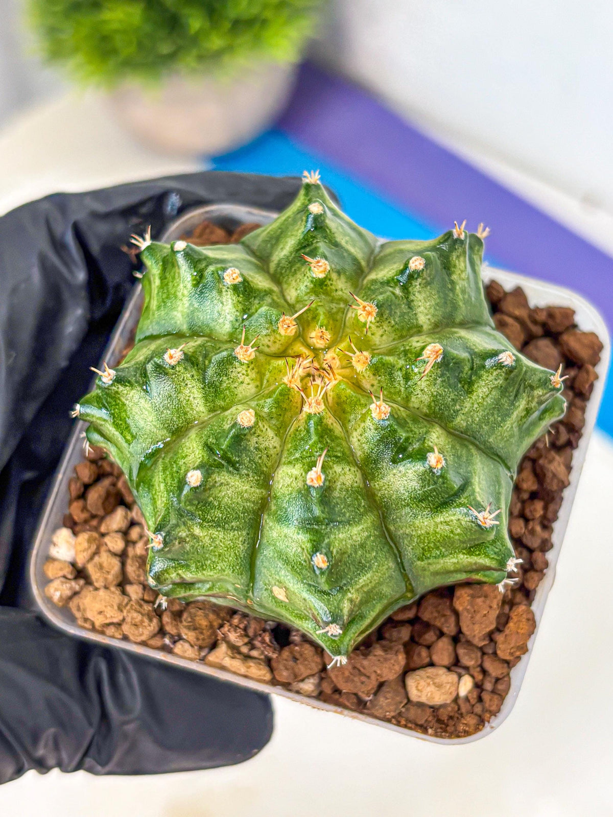 Gymnocalycium T-Lux Neon (gy14) (5) | Collector’s Edition