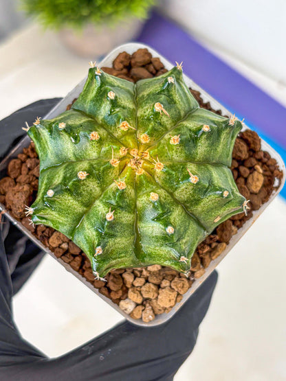 Gymnocalycium T-Lux Neon (gy14) (5) | Collector’s Edition