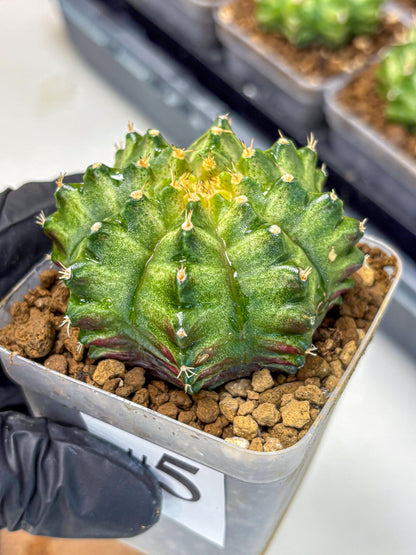 Gymnocalycium T-Lux Neon (gy14) (5) | Collector’s Edition