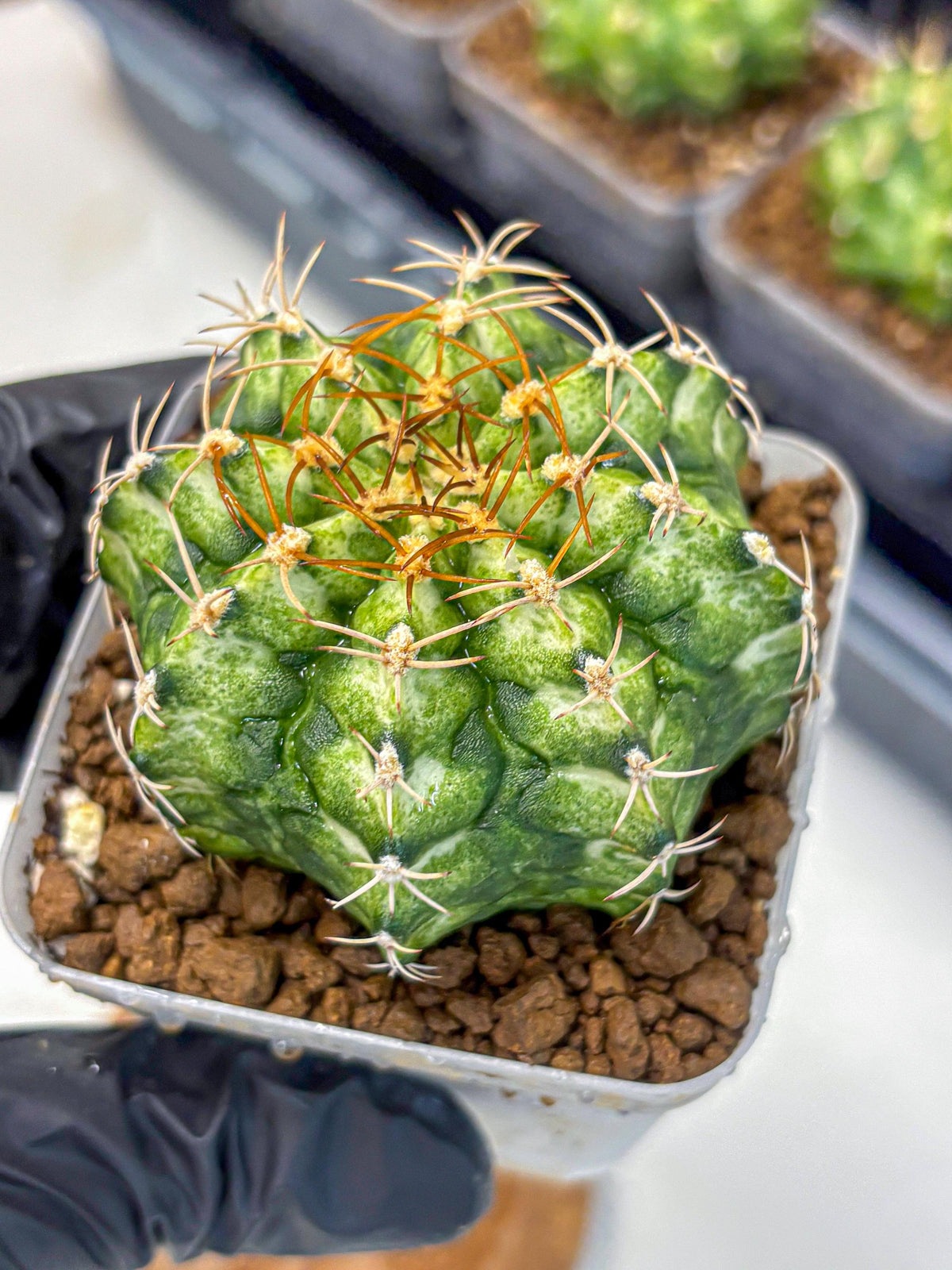 Gymnocalycium T-Lux Neon (gy14) (6) | Collector’s Edition
