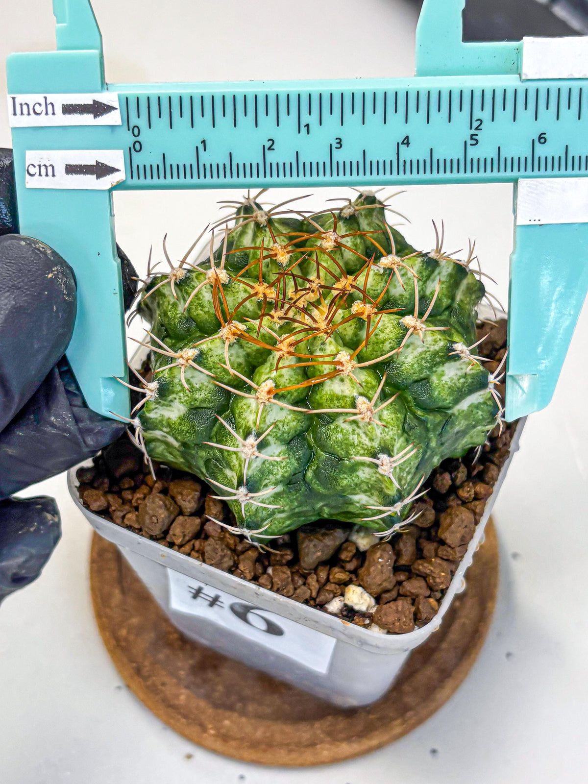 Gymnocalycium T-Lux Neon (gy14) (6) | Collector’s Edition