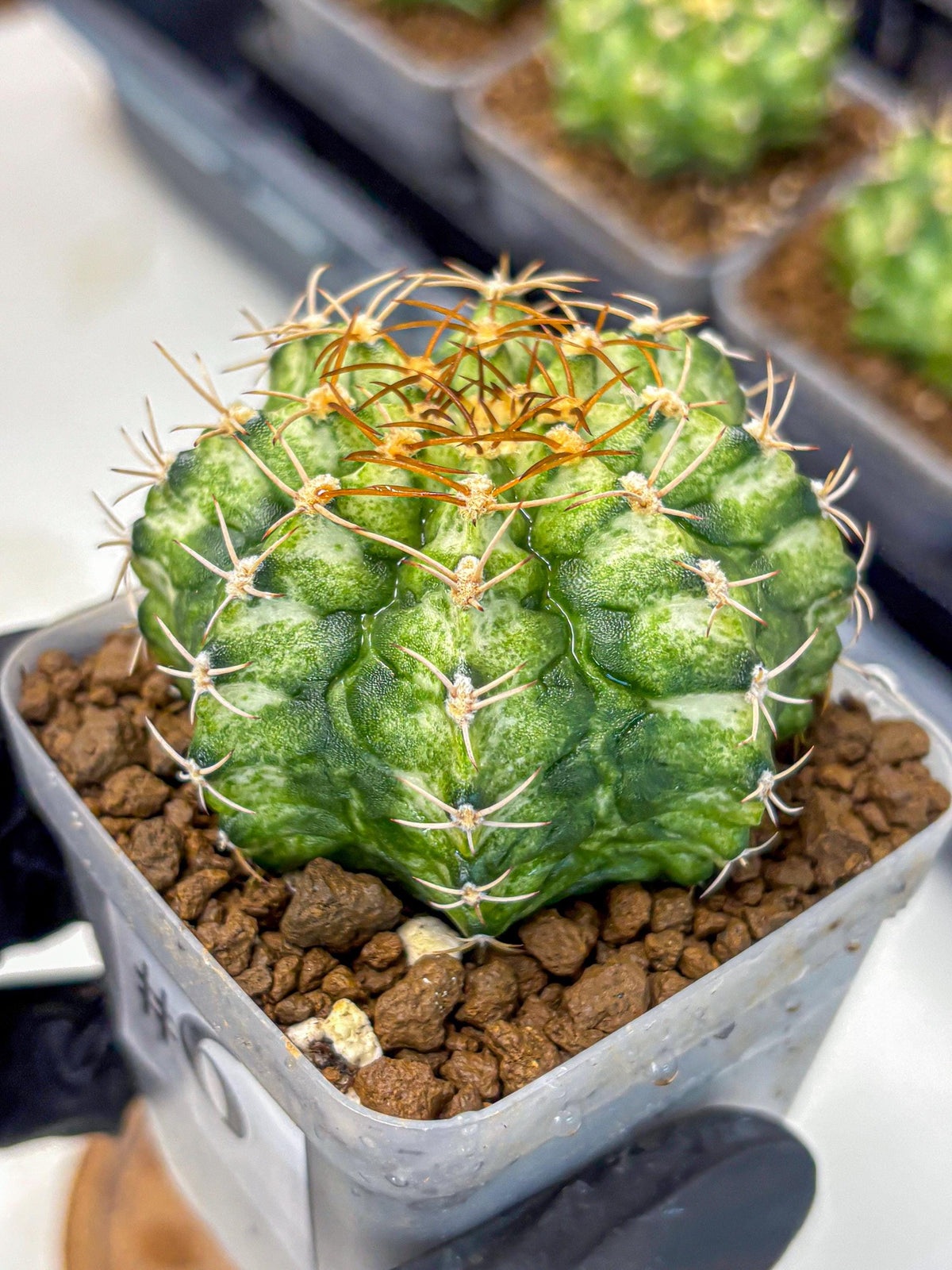 Gymnocalycium T-Lux Neon (gy14) (6) | Collector’s Edition