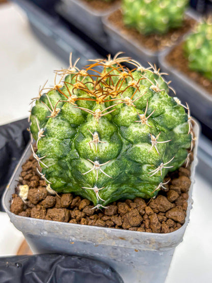 Gymnocalycium T-Lux Neon (gy14) (6) | Collector’s Edition