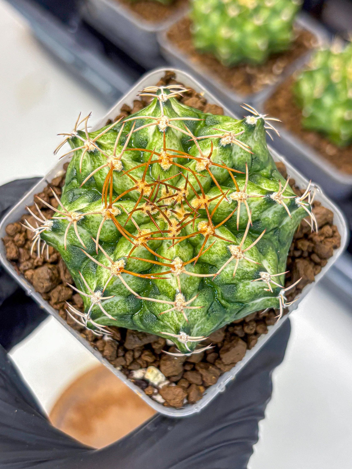 Gymnocalycium T-Lux Neon (gy14) (6) | Collector’s Edition