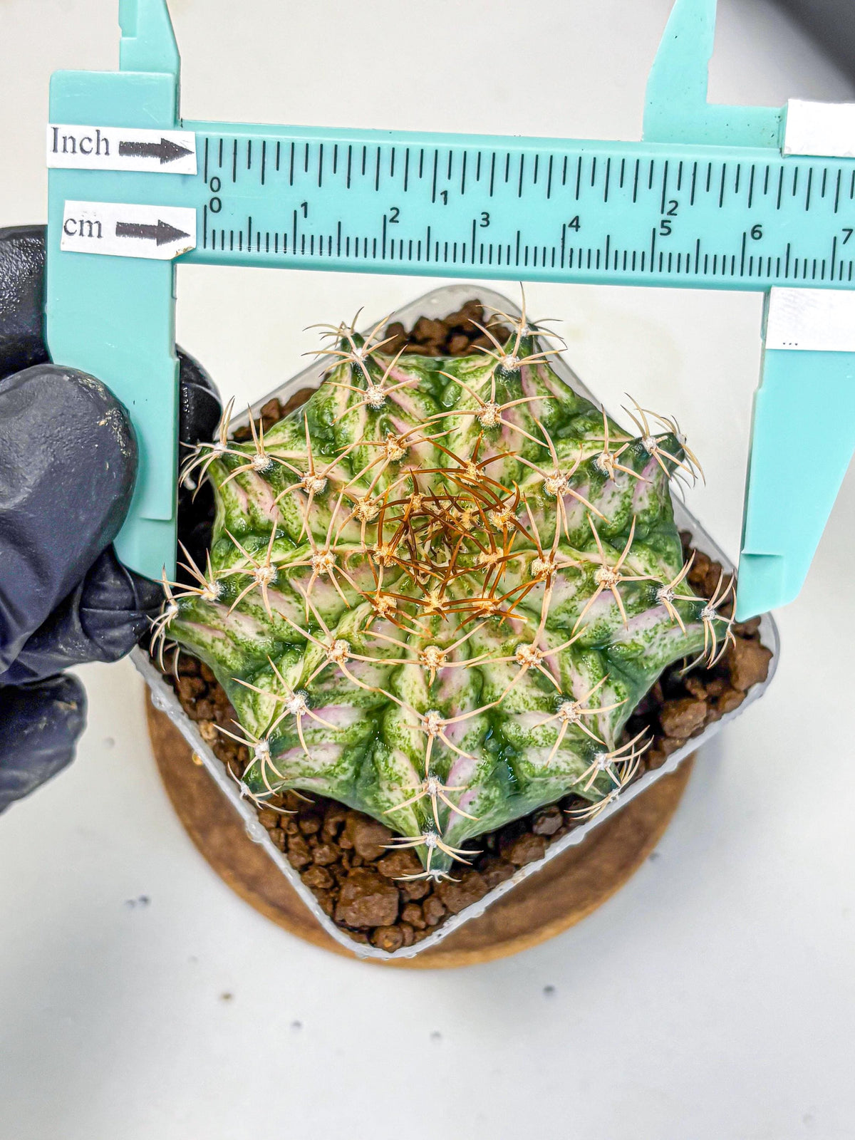 Gymnocalycium T-Lux Neon (gy14) (7) | Collector’s Edition