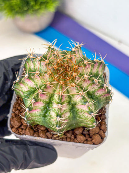 Gymnocalycium T-Lux Neon (gy14) (7) | Collector’s Edition