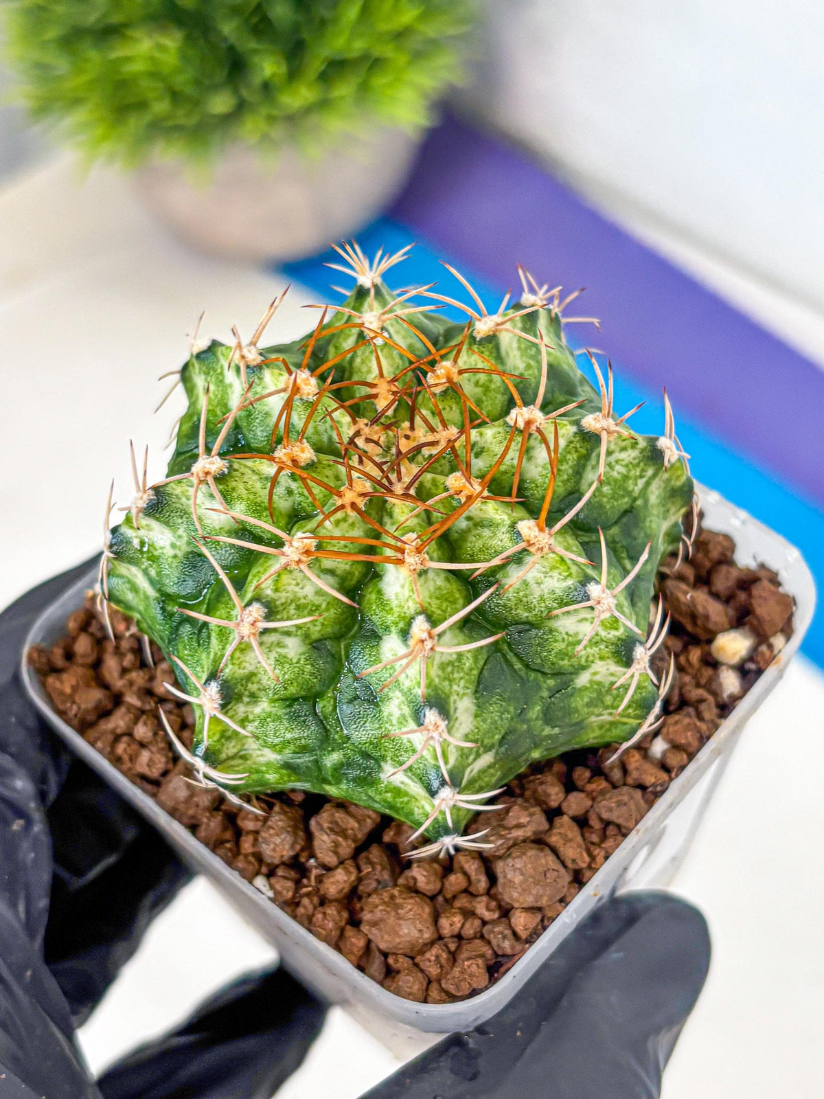 Gymnocalycium T-Lux Neon (gy14) (6) | Collector’s Edition