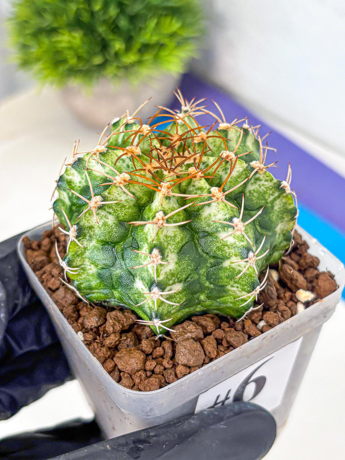 Gymnocalycium T-Lux Neon (gy14) (6) | Collector’s Edition