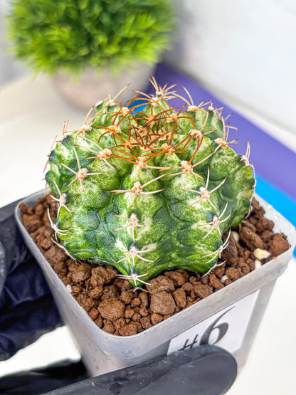 Gymnocalycium T-Lux Neon (gy14) (6) | Collector’s Edition