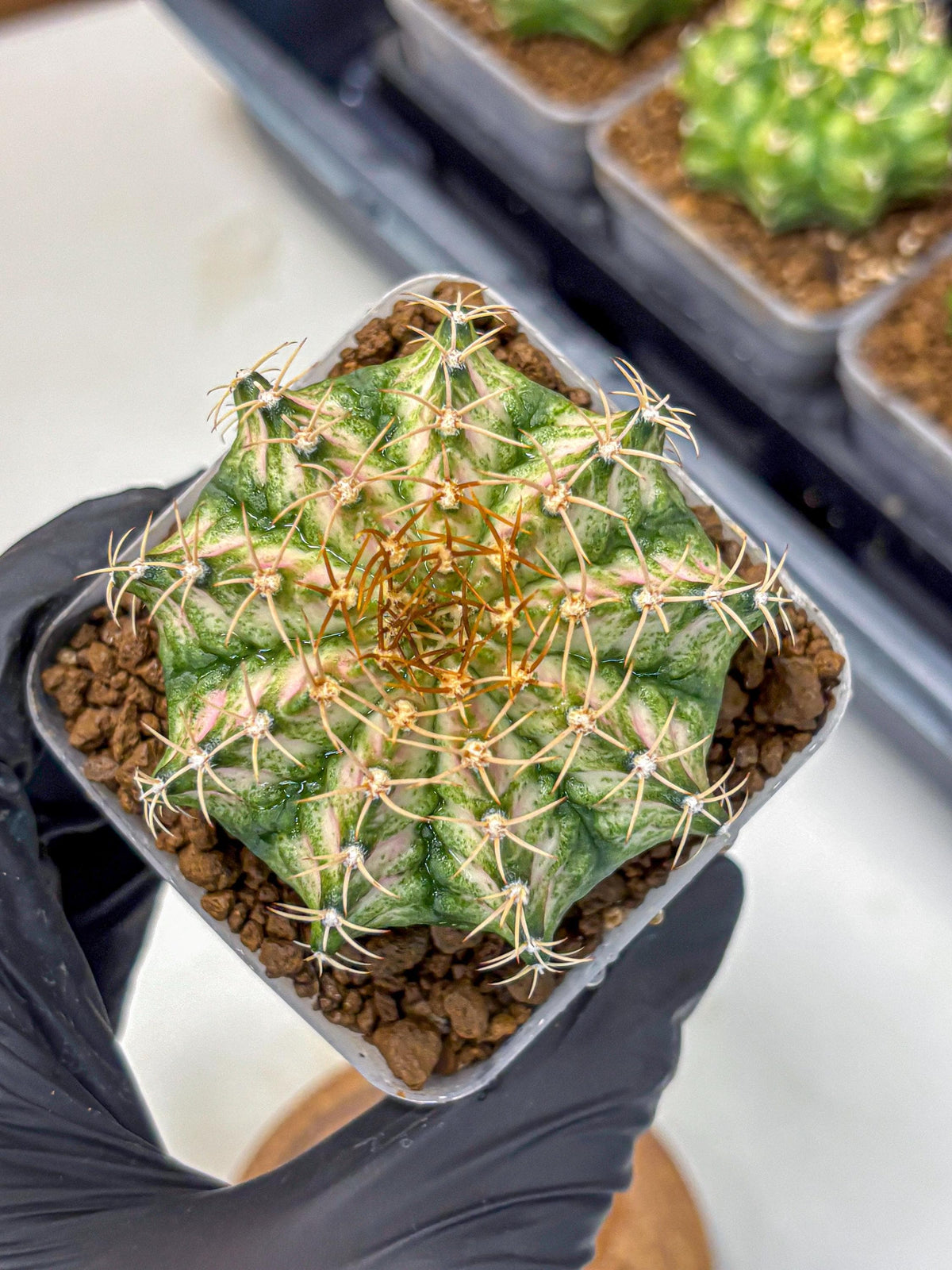 Gymnocalycium T-Lux Neon (gy14) (7) | Collector’s Edition