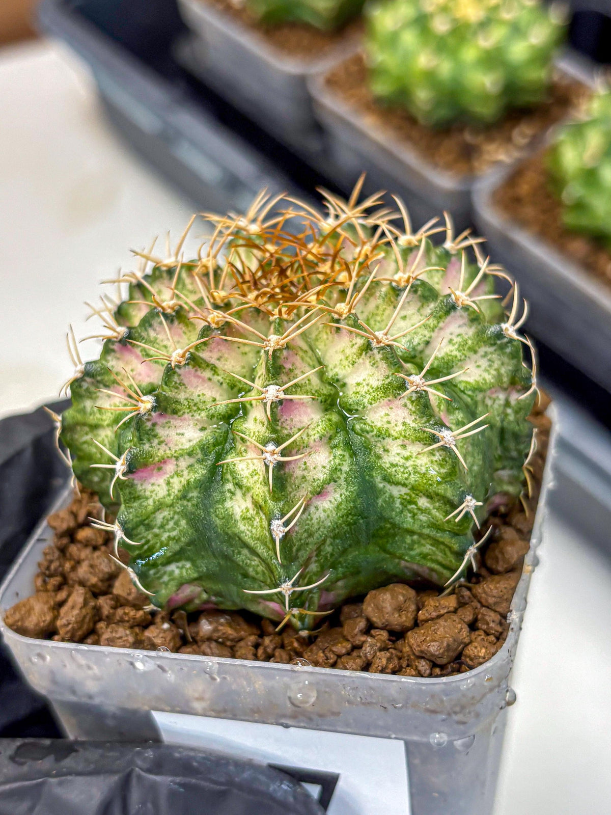Gymnocalycium T-Lux Neon (gy14) (7) | Collector’s Edition