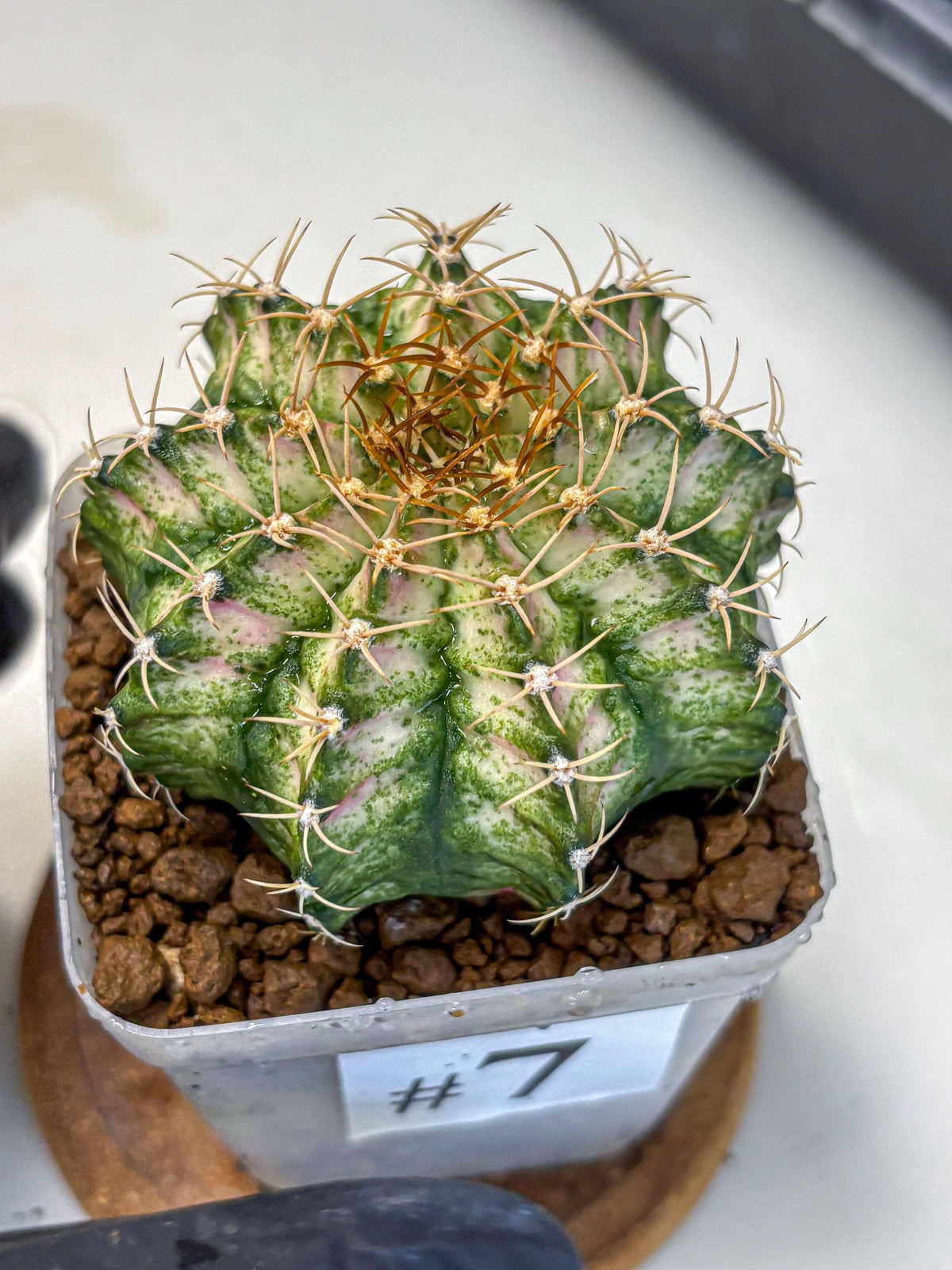 Gymnocalycium T-Lux Neon (gy14) (7) | Collector’s Edition