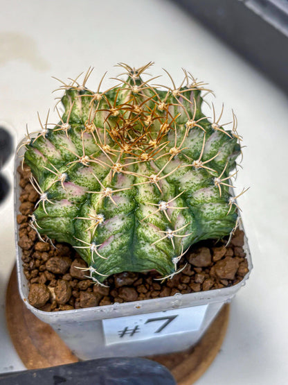 Gymnocalycium T-Lux Neon (gy14) (7) | Collector’s Edition