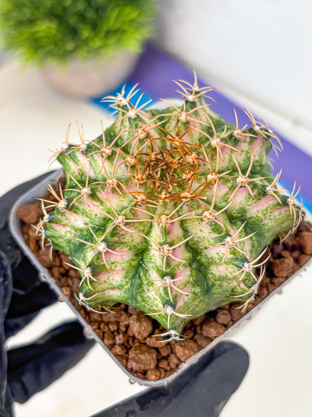 Gymnocalycium T-Lux Neon (gy14) (7) | Collector’s Edition