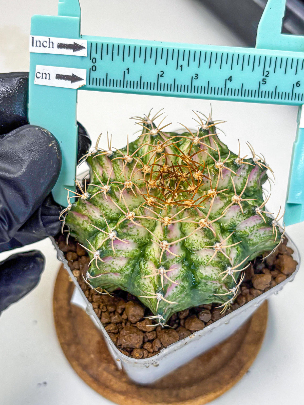 Gymnocalycium T-Lux Neon (gy14) (7) | Collector’s Edition